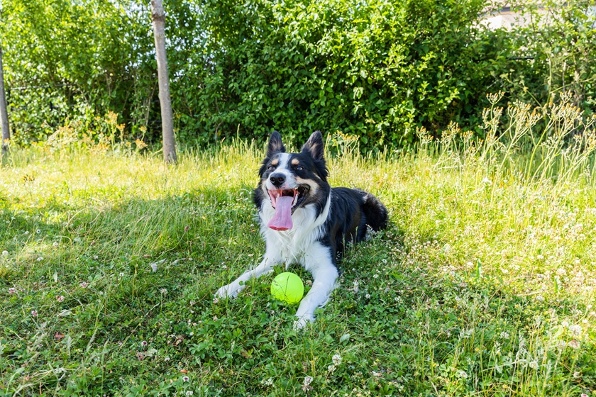 Max